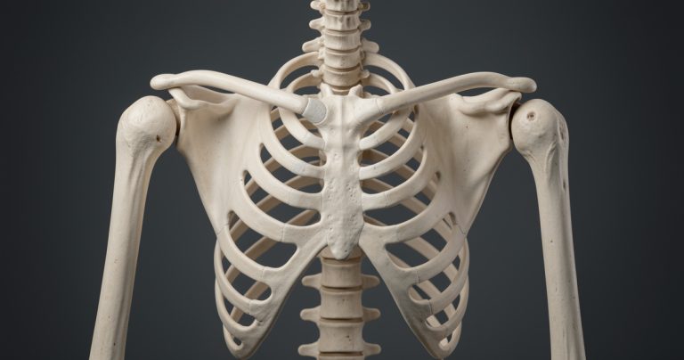 Os de l'épaule : anatomie des 3 os qui rendent votre bras si mobile